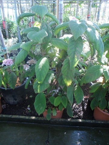  Fluweelhortensia (Hydrangea Aspera 'Sargentiana')