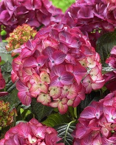  Hortensia (Hydrangea Black Diamonds Red Angel Purple)