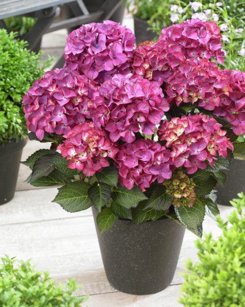  Hortensia (Hydrangea Black Diamonds Red Angel Purple)