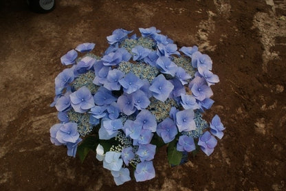  Hortensia (Hydrangea Macrophylla 'Blaumeise')