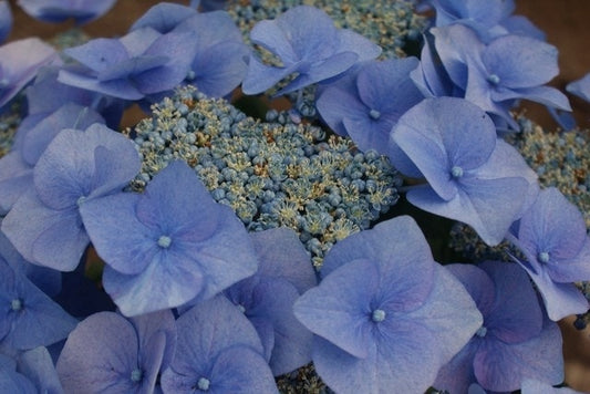  Hortensia (Hydrangea Macrophylla 'Blaumeise')