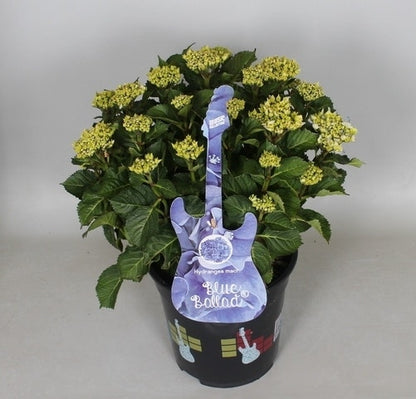  Hortensia Blue Ballad (Hydrangea 'Music Collection')