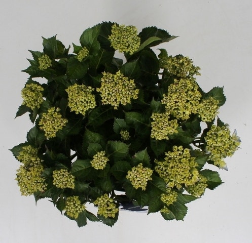  Hortensia Blue Ballad (Hydrangea 'Music Collection')