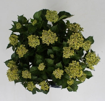  Hortensia Blue Ballad (Hydrangea 'Music Collection')
