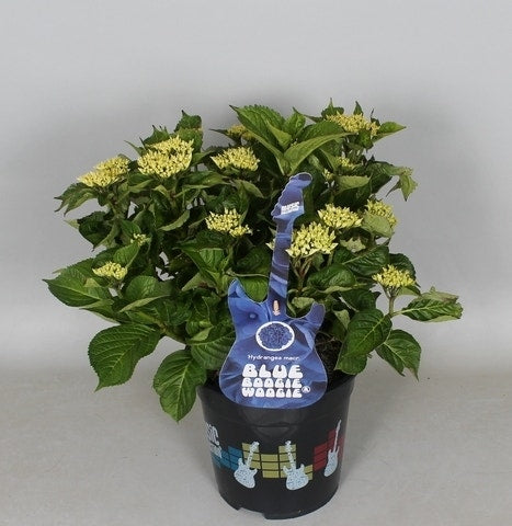  Hortensia Blue Boogiewoogie (Hydrangea 'Music Collection')