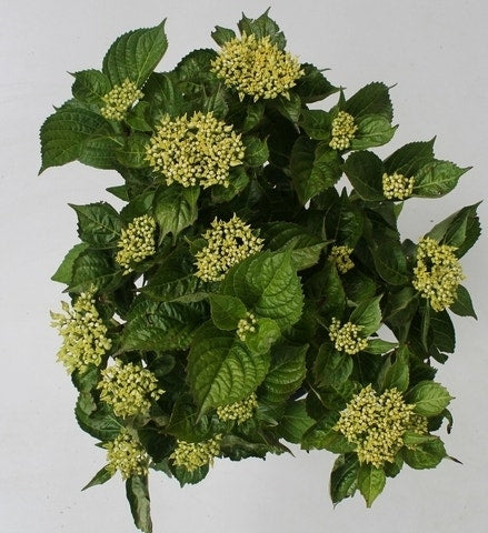  Hortensia Blue Boogiewoogie (Hydrangea 'Music Collection')