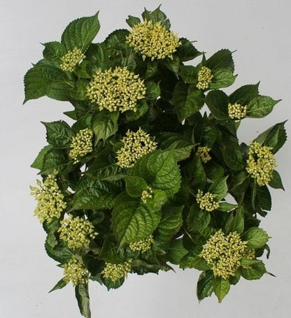  Hortensia Blue Boogiewoogie (Hydrangea 'Music Collection')