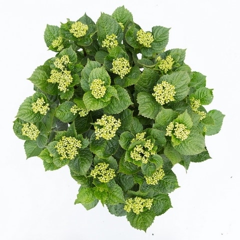  Hortensia Deep Purple Dance (Hydrangea 'Music Collection')