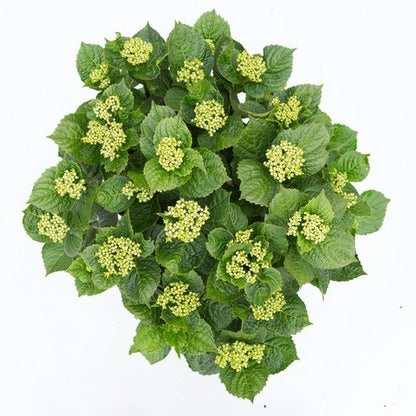  Hortensia Deep Purple Dance (Hydrangea 'Music Collection')