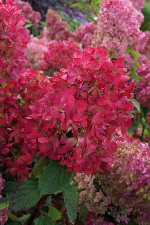  Pluimhortensia (Hydrangea Paniculata 'Diamant Rouge')