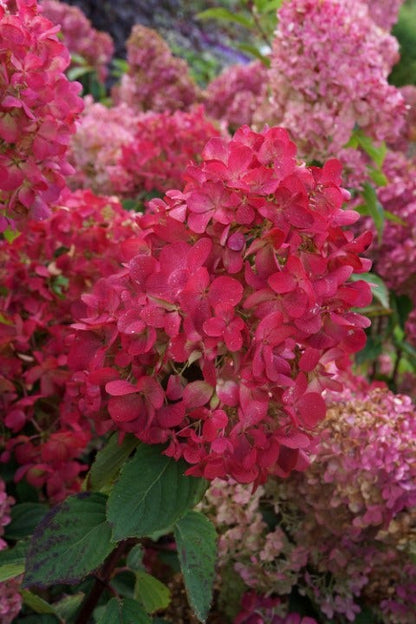  Pluimhortensia (Hydrangea Paniculata 'Diamant Rouge')