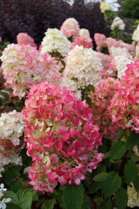  Pluimhortensia (Hydrangea Paniculata 'Diamant Rouge')