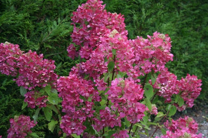  Pluimhortensia (Hydrangea Paniculata 'Diamant Rouge')