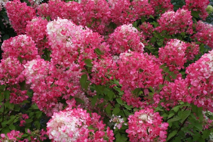  Pluimhortensia (Hydrangea Paniculata 'Diamant Rouge')