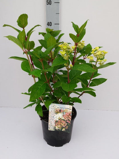  Pluimhortensia (Hydrangea Paniculata 'Early Sensation')