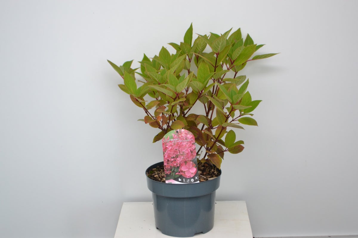  Pluimhortensia (Hydrangea Paniculata 'Early Sensation')