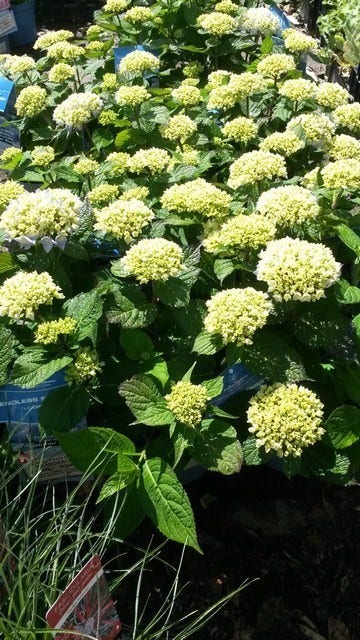  Hortensia (Hydrangea 'Endless Summer The Bride')