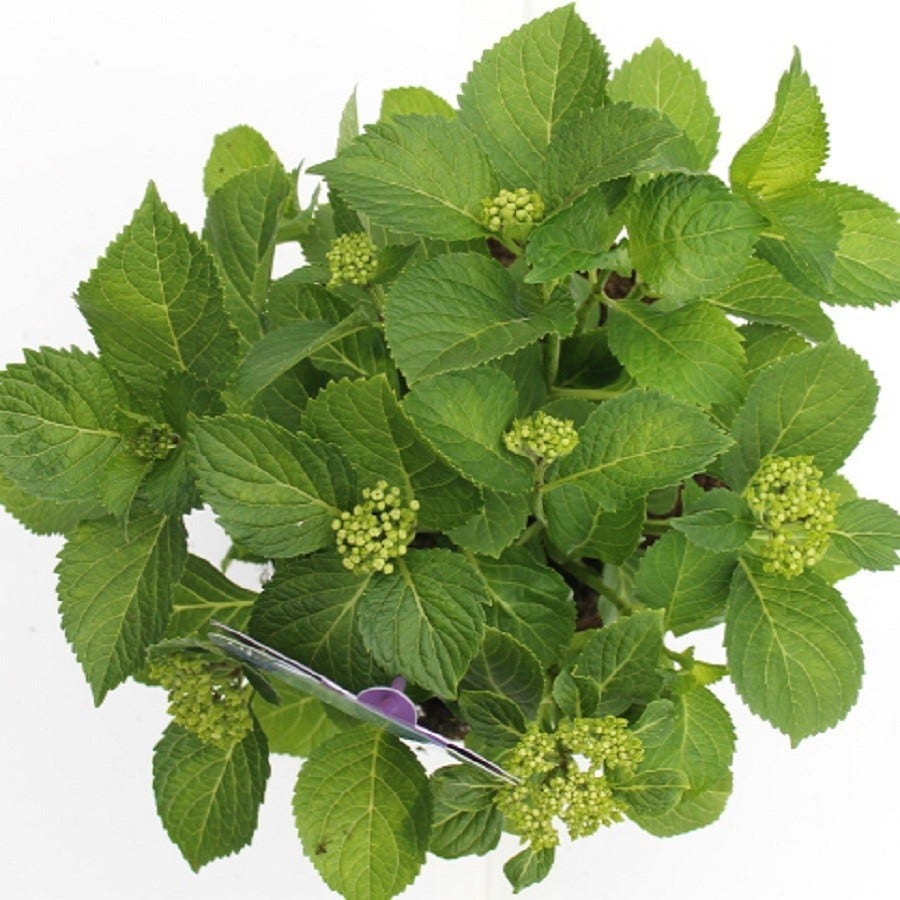  Hortensia Blauw (Hydrangea 'Forever&Ever')