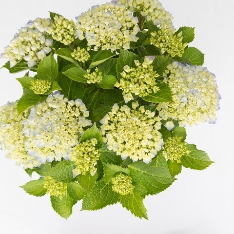  Hortensia Wit (Hydrangea 'Forever&Ever')
