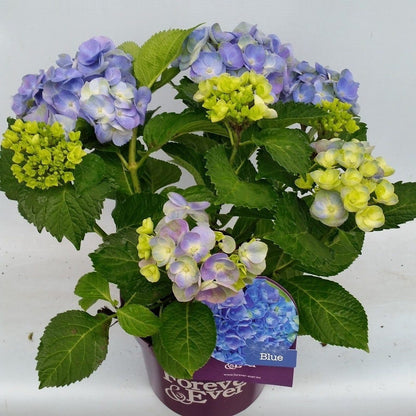  Hortensia Blauw (Hydrangea 'Forever&Ever')