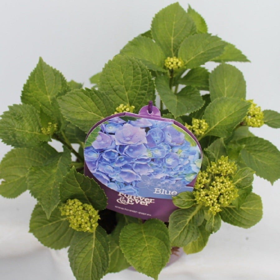  Hortensia Blauw (Hydrangea 'Forever&Ever')