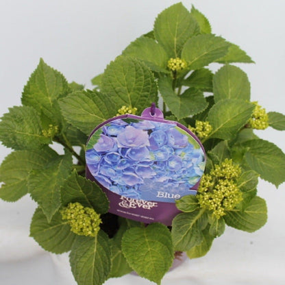  Hortensia Blauw (Hydrangea 'Forever&Ever')