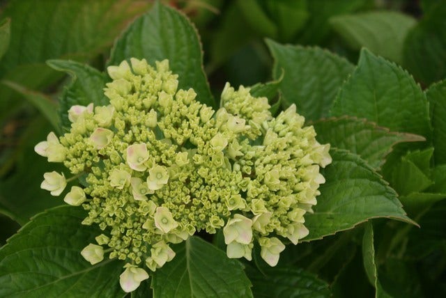  Hortensia (Hydrangea 'Peppermint')