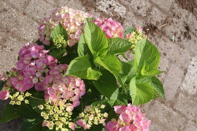  Hortensia Roze (Hydrangea 'Forever&Ever' Pink)