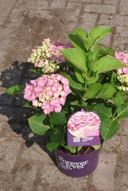  Hortensia Roze (Hydrangea 'Forever&Ever' Pink)