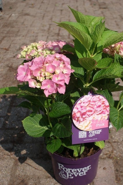  Hortensia Roze (Hydrangea 'Forever&Ever' Pink)