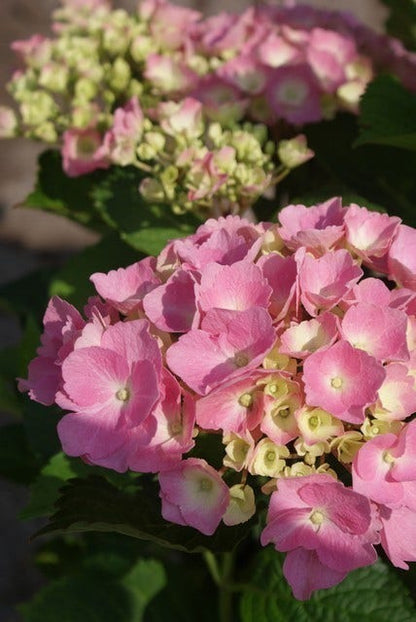  Hortensia Roze (Hydrangea 'Forever&Ever' Pink)