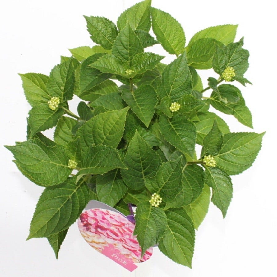  Hortensia Roze (Hydrangea 'Forever&Ever' Pink)