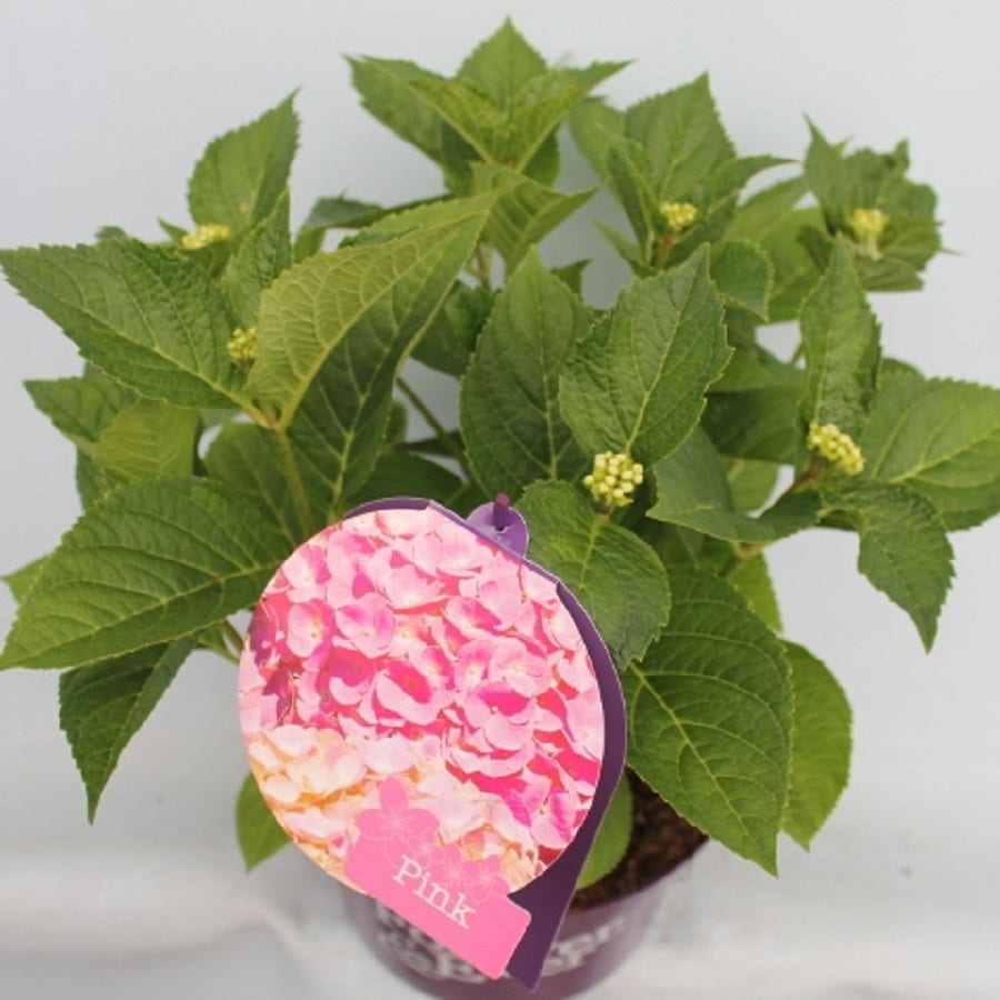 Hortensia Roze (Hydrangea 'Forever&Ever' Pink)