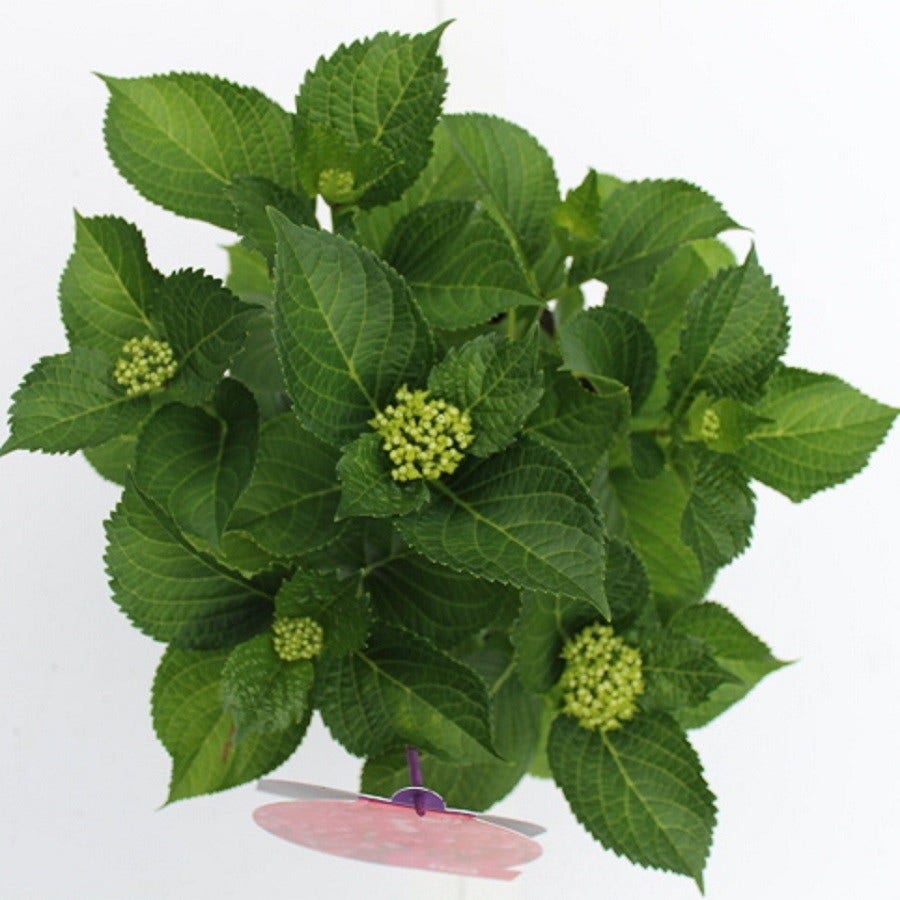  Hortensia Rood (Hydrangea 'Forever&Ever')