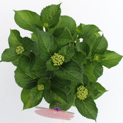  Hortensia Rood (Hydrangea 'Forever&Ever')