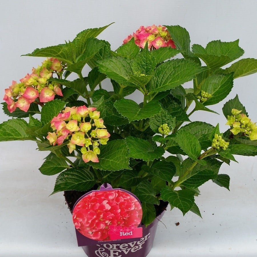  Hortensia Rood (Hydrangea 'Forever&Ever')