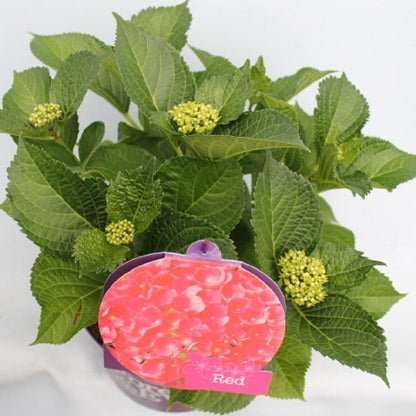  Hortensia Rood (Hydrangea 'Forever&Ever')