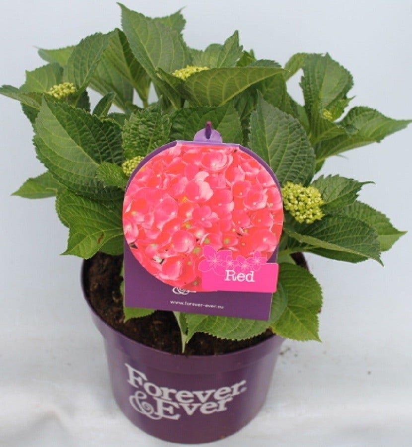  Hortensia Rood (Hydrangea 'Forever&Ever')
