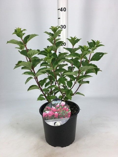  Pluimhortensia (Hydrangea Paniculata 'Fraise Melba')