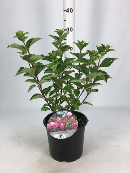 Pluimhortensia (Hydrangea Paniculata 'Fraise Melba')
