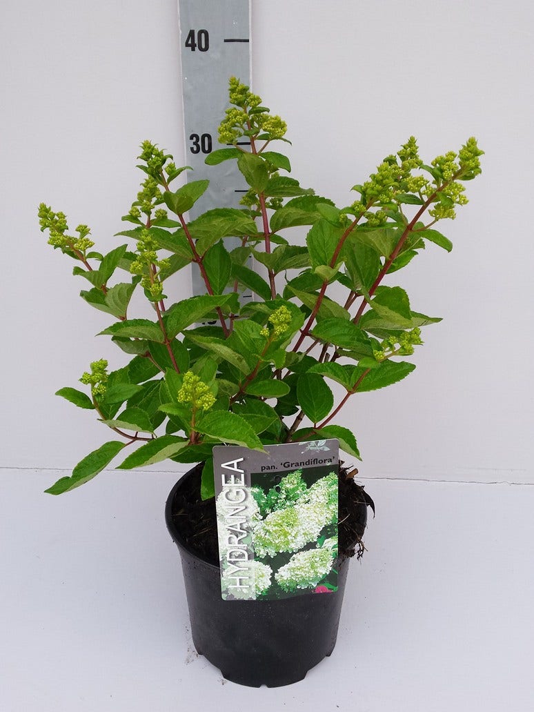 Hortensia (Hydrangea Paniculata 'Grandiflora')