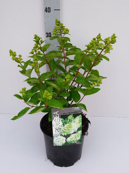  Hortensia (Hydrangea Paniculata 'Grandiflora')