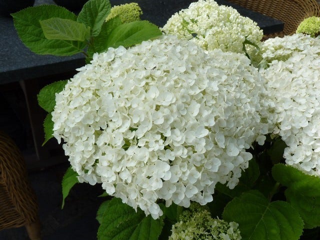  Hortensia (Hydrangea 'Strong Annabelle')