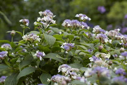  Hortensia (Hydrangea Involucrata)