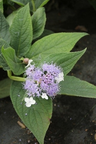  Hortensia (Hydrangea Involucrata)