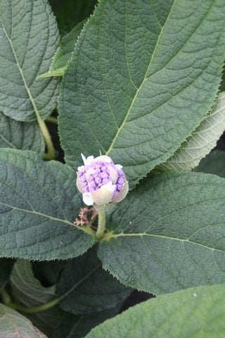  Hortensia (Hydrangea Involucrata)