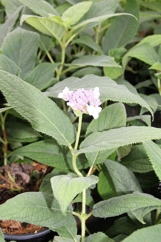  Hortensia (Hydrangea Involucrata)