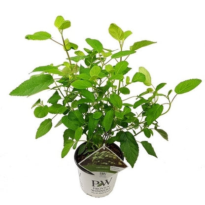  Hortensia (Hydrangea 'Lime Rickey')
