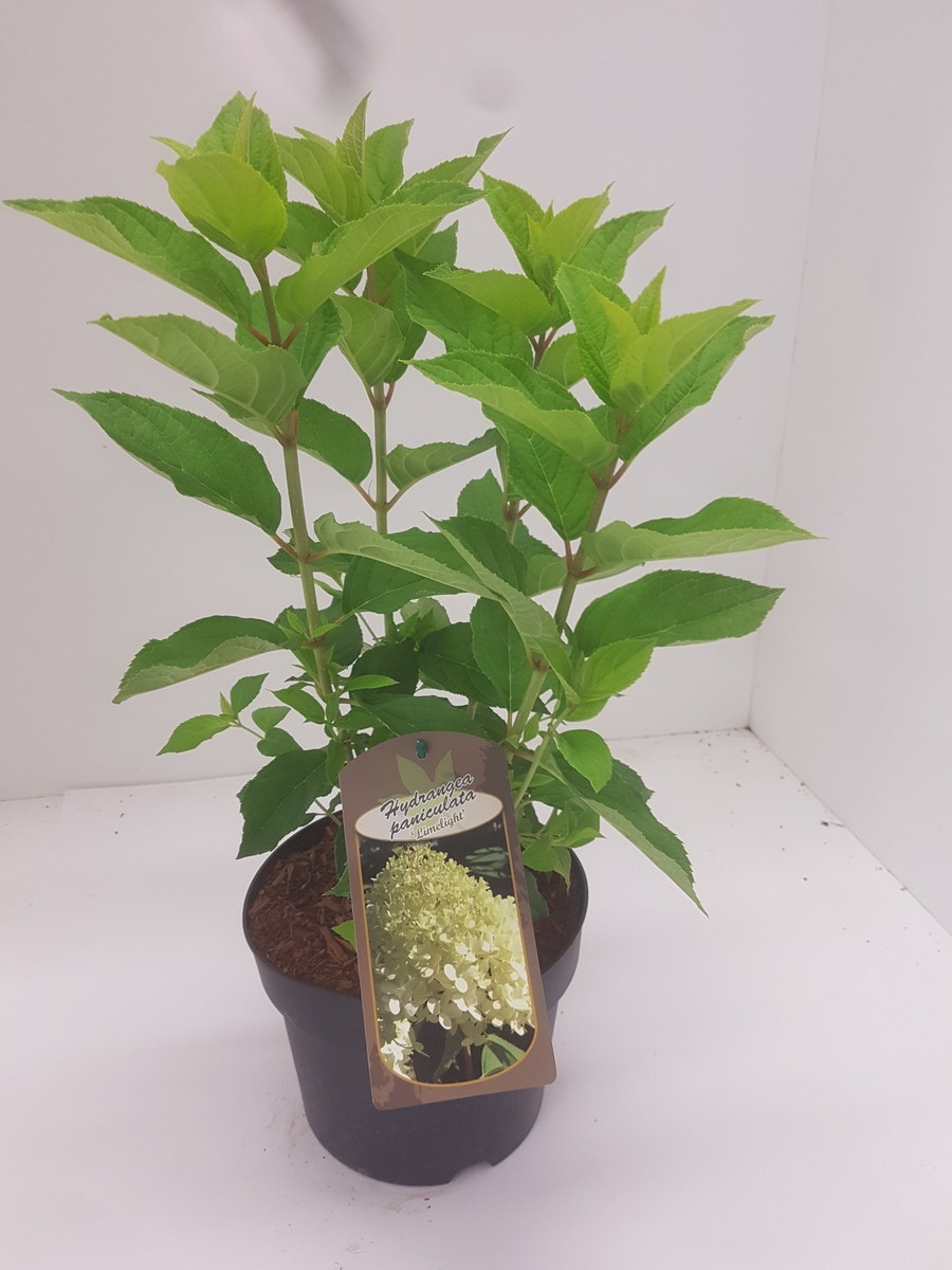  Pluimhortensia (Hydrangea Paniculata 'Limelight'®)