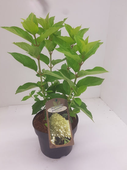  Pluimhortensia (Hydrangea Paniculata 'Limelight'®)